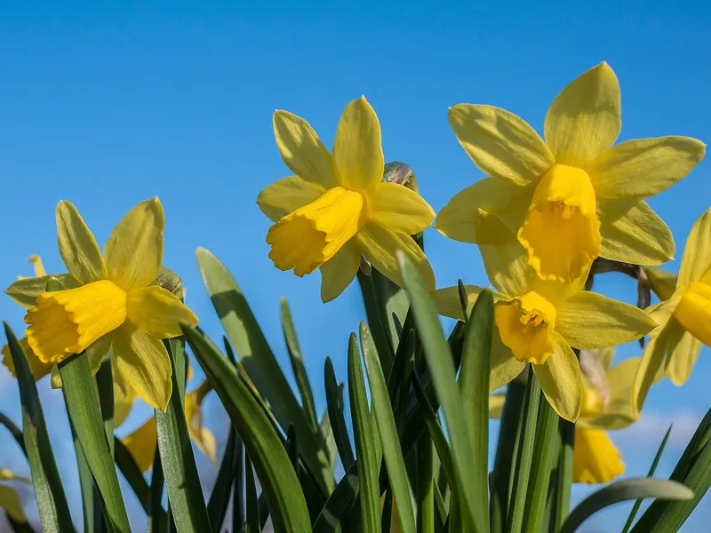 Daffodil