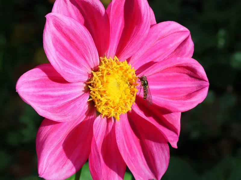 Dahlia