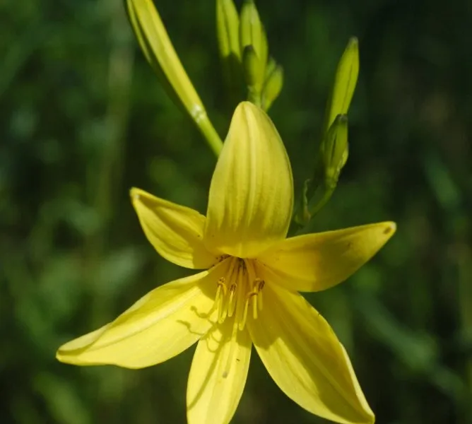 Daylily