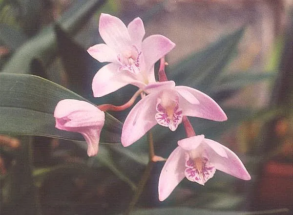 Dendrobium Orchid