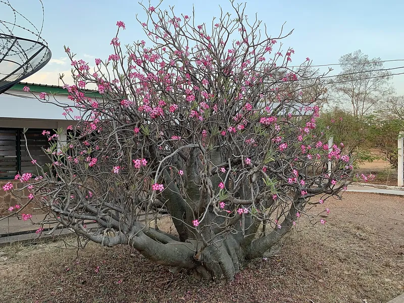Desert Rose