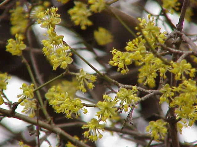 Dogwood