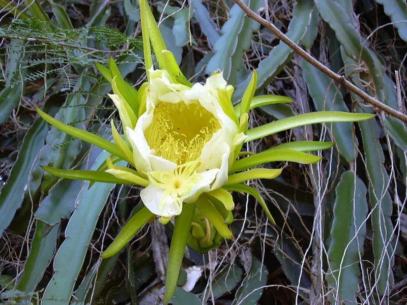 Dragon Fruit