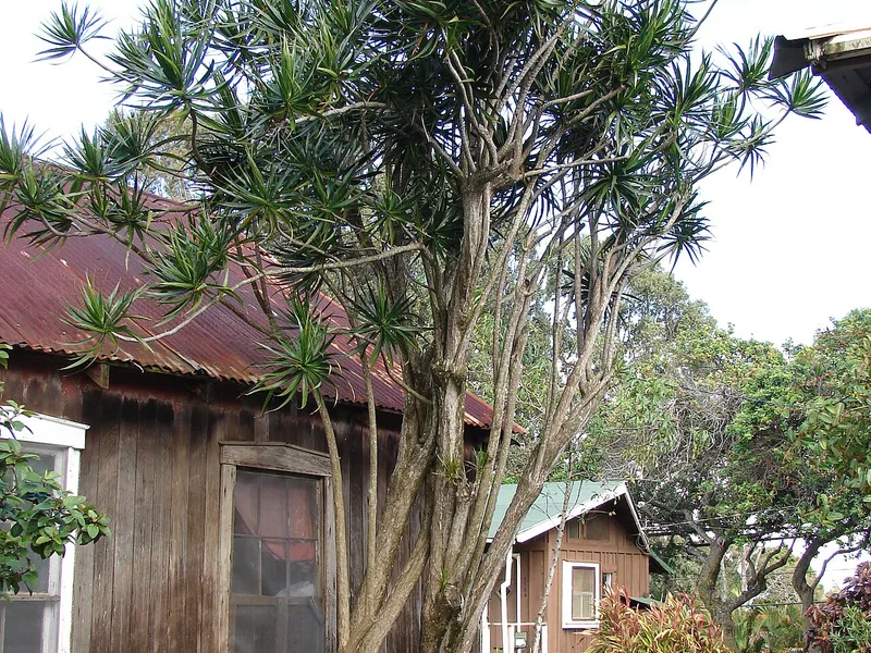 Dragon Tree