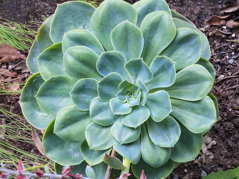 Echeveria