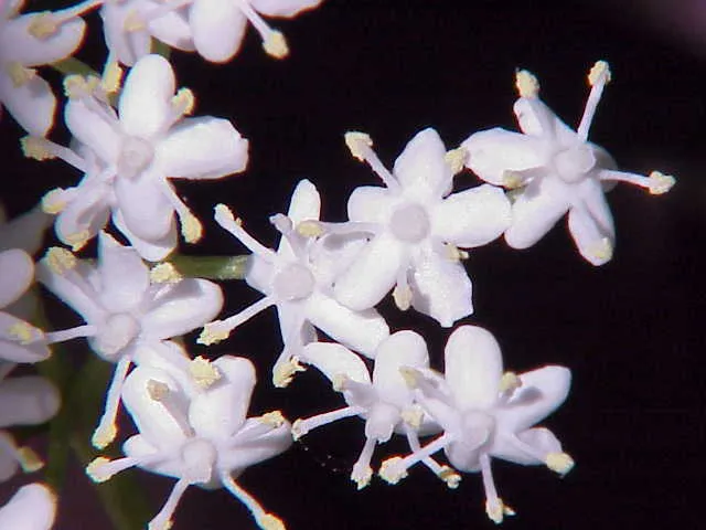 Elderberry