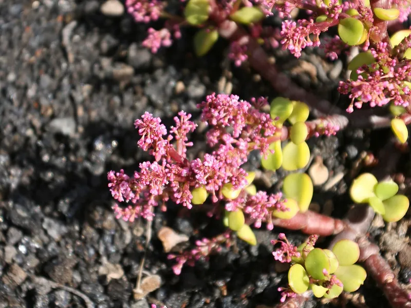 Elephant Bush