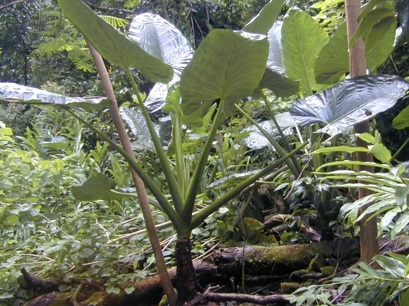 Elephant Ear