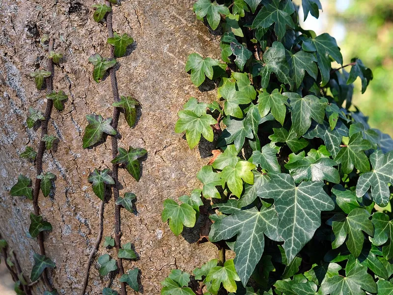English Ivy
