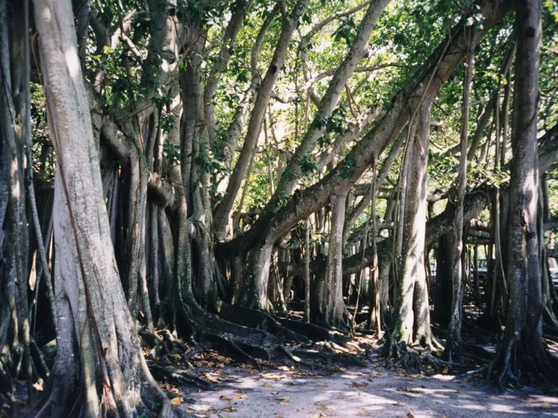 Ficus Audrey