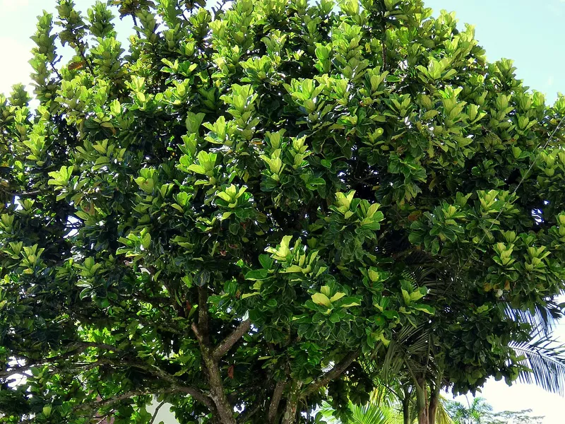 Fiddle Leaf Fig