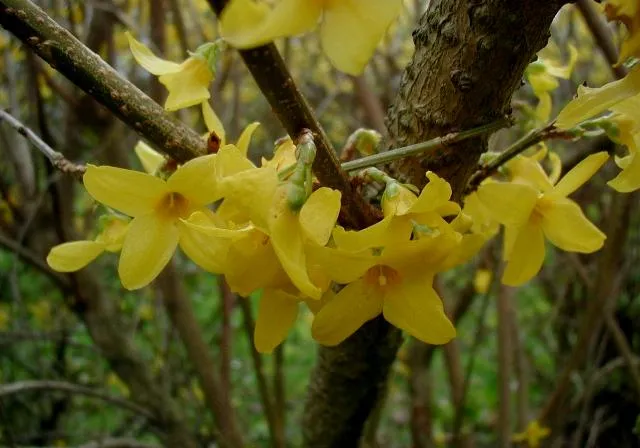 Forsythia