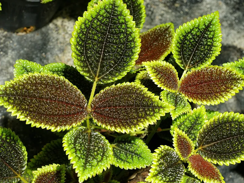 Friendship Plant