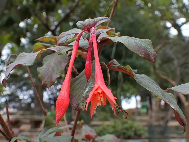 Fuchsia