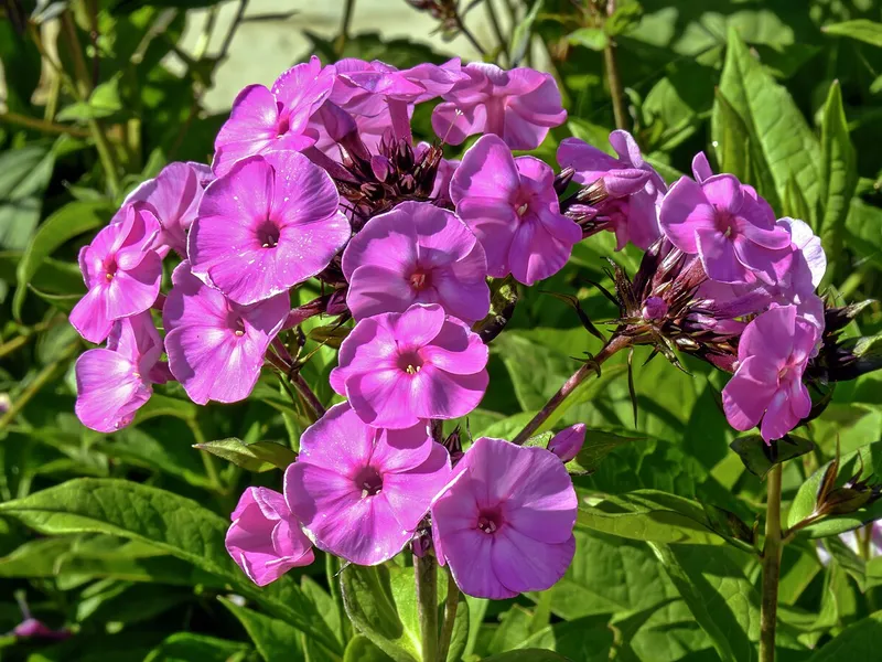 Garden Phlox