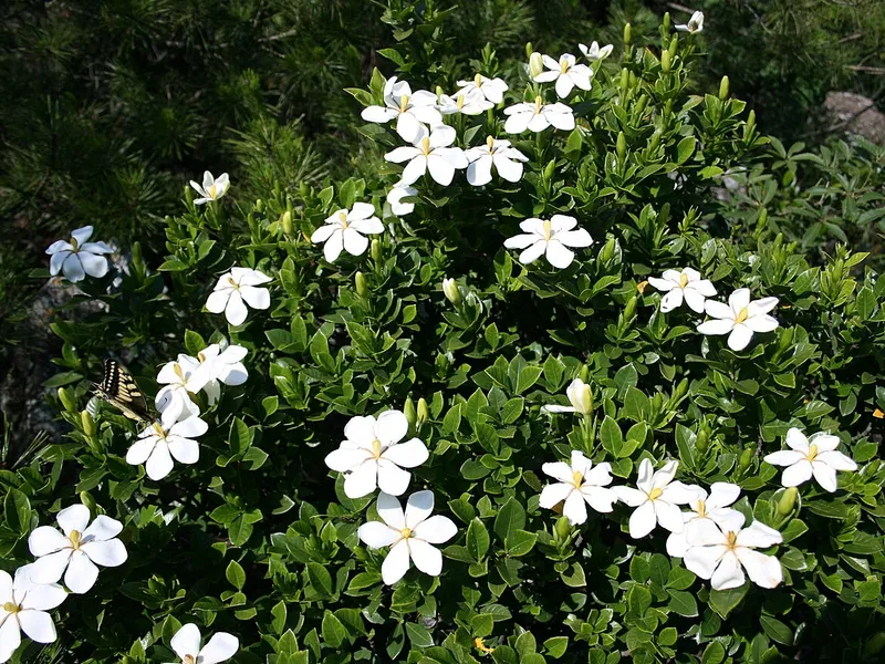 Gardenia