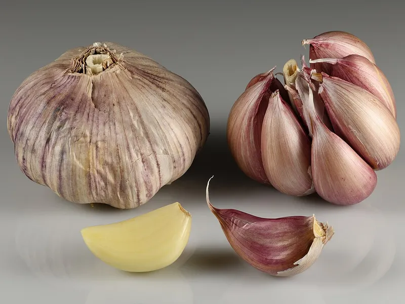 Garlic