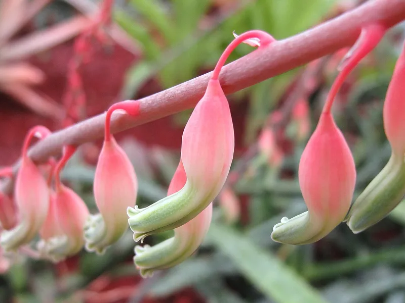 Gasteria