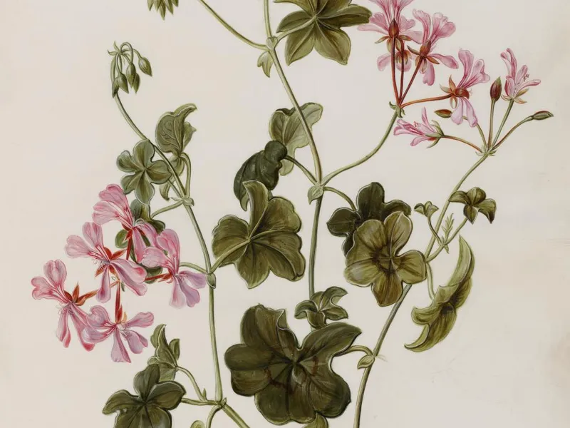 Geranium