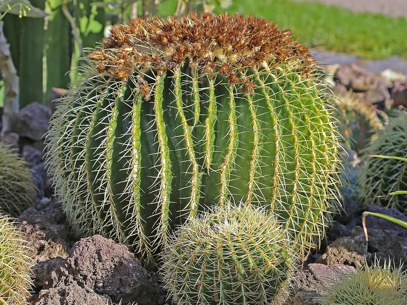 Golden Barrel Cactus