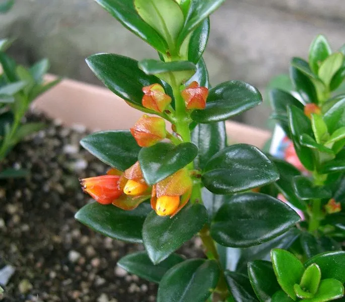 Goldfish Plant