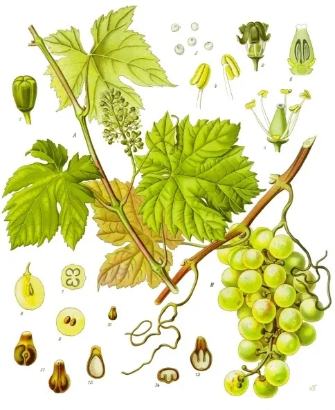 Grape Vine