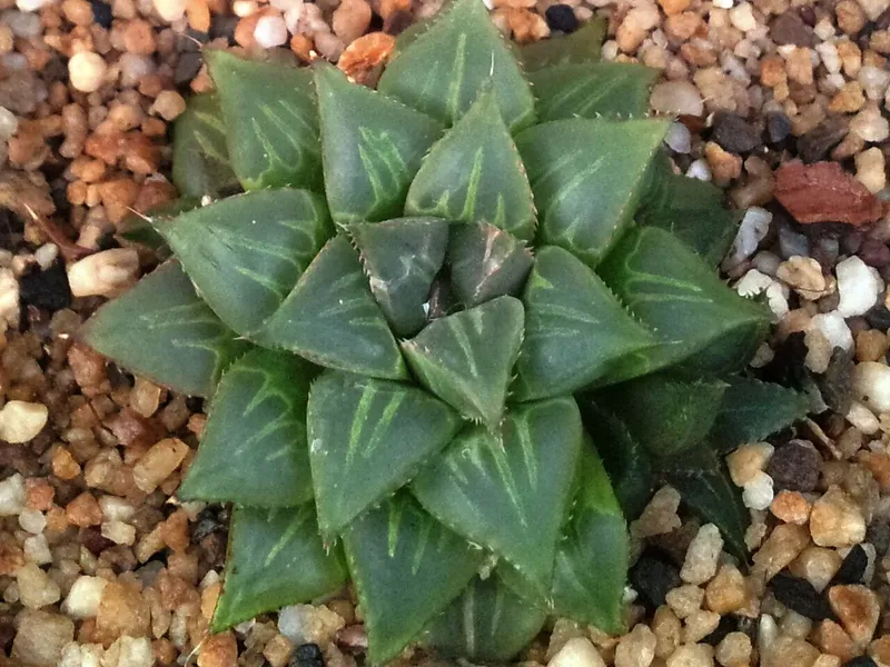 Haworthia
