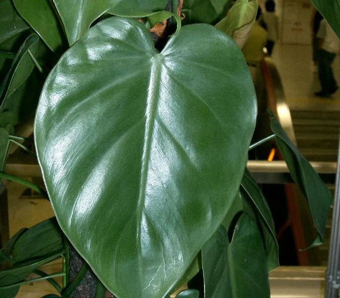 Heartleaf Philodendron