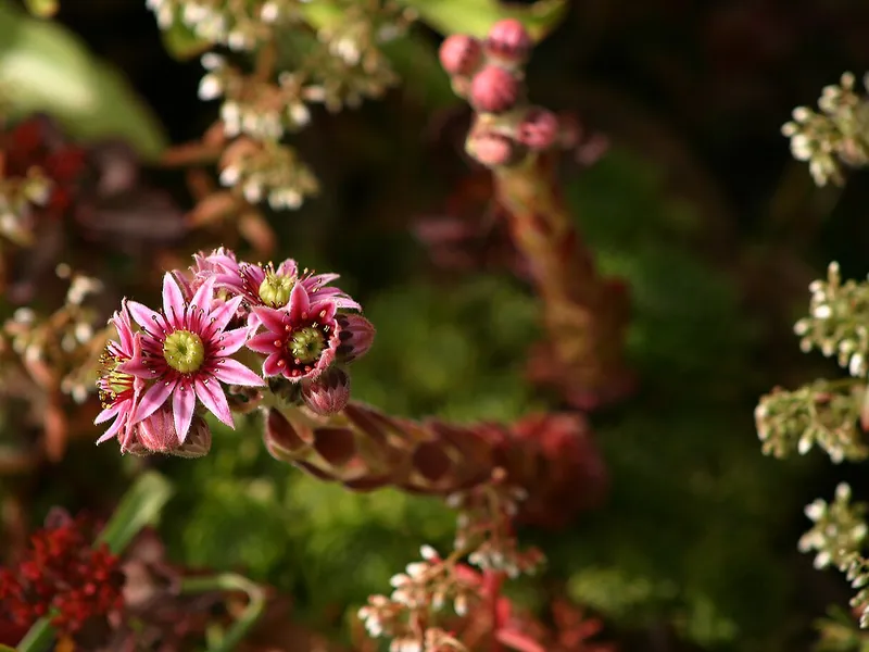 Hens and Chicks