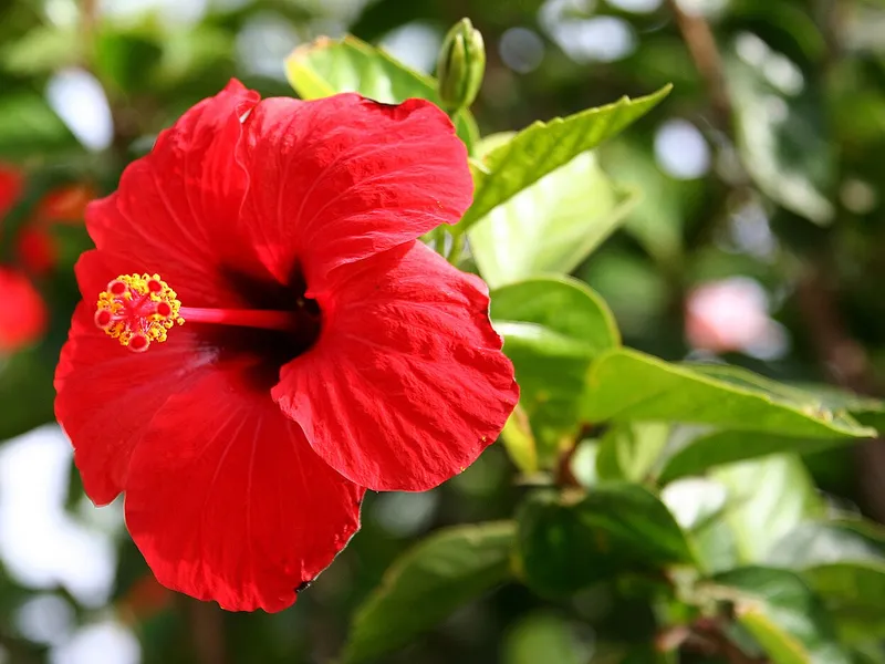 Hibiscus