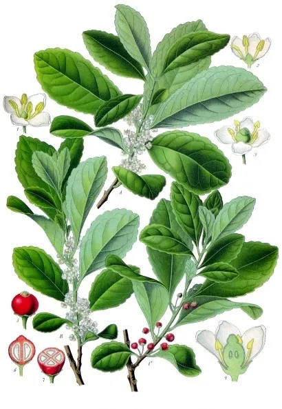 Holly