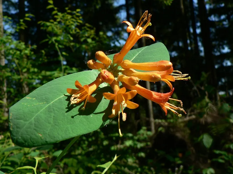 Honeysuckle