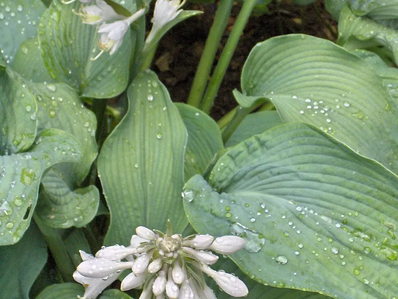 Hosta