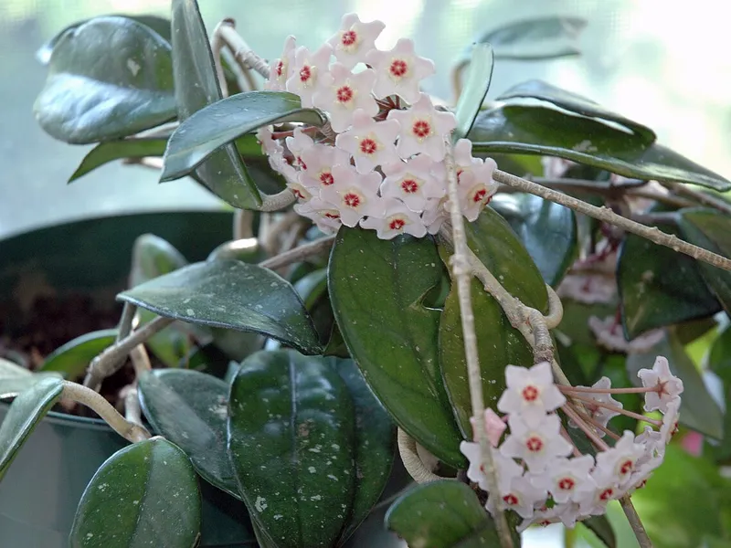 Hoya