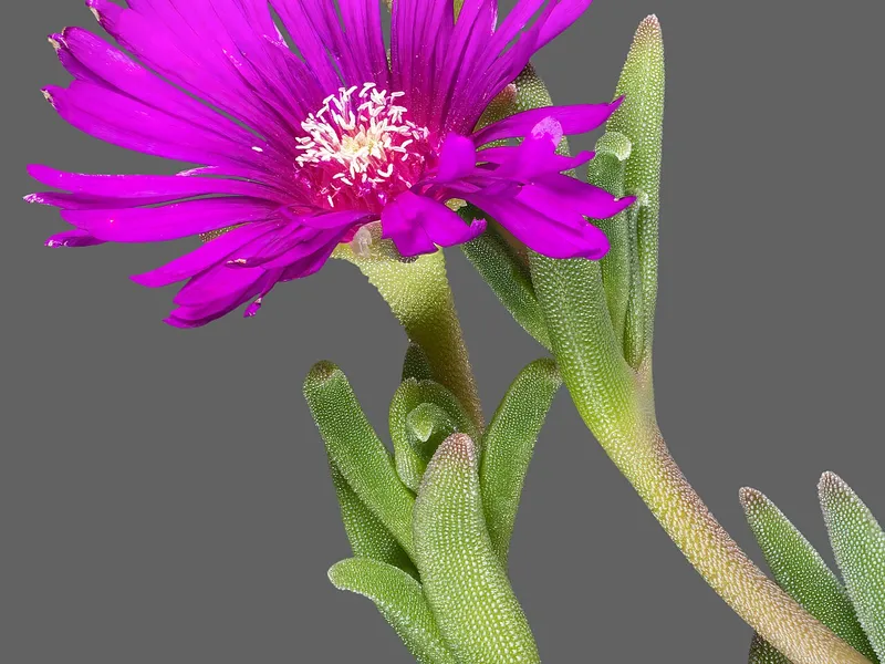 Ice Plant