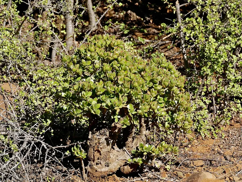Jade Plant