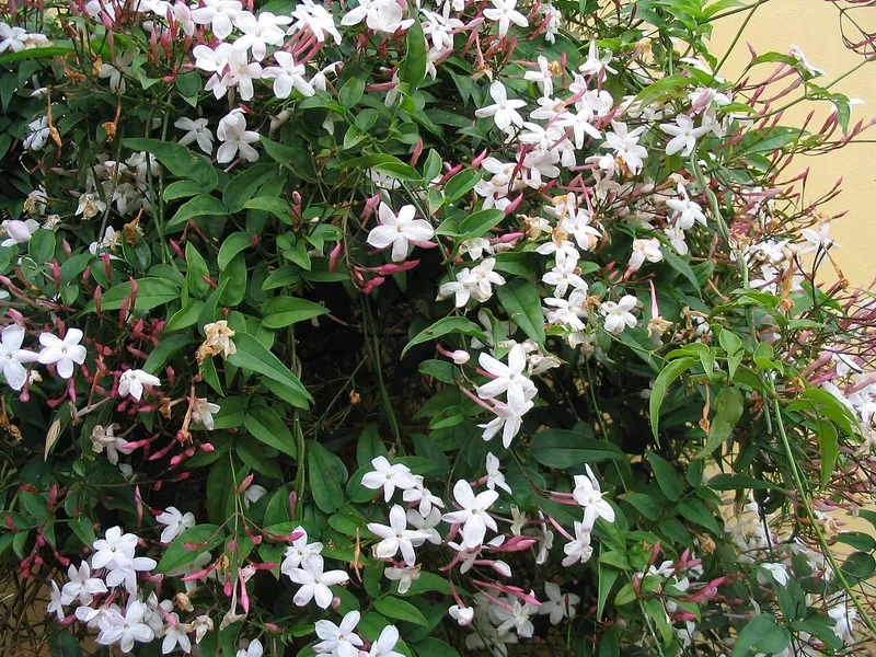 Jasmine