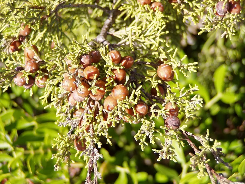 Juniper