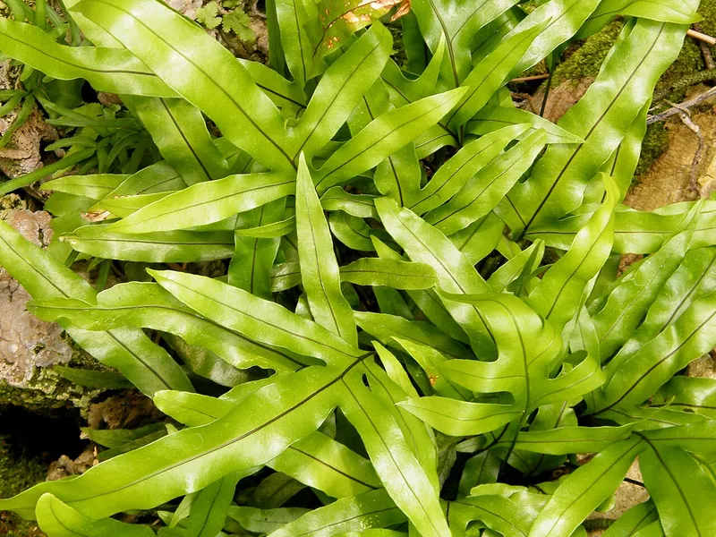 Kangaroo Paw Fern