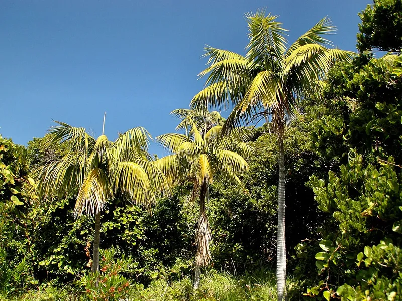 Kentia Palm
