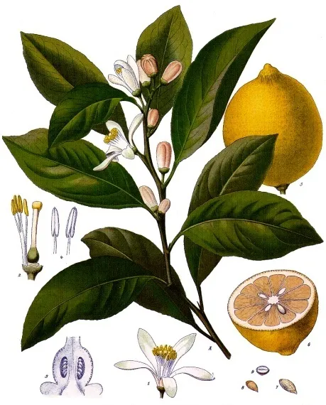 Lemon