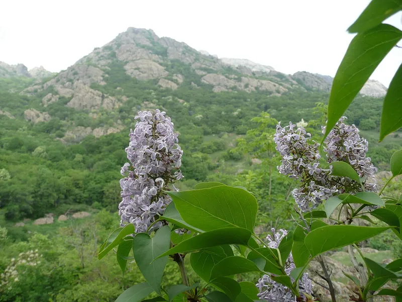 Lilac