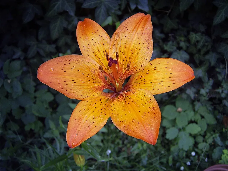 Lily