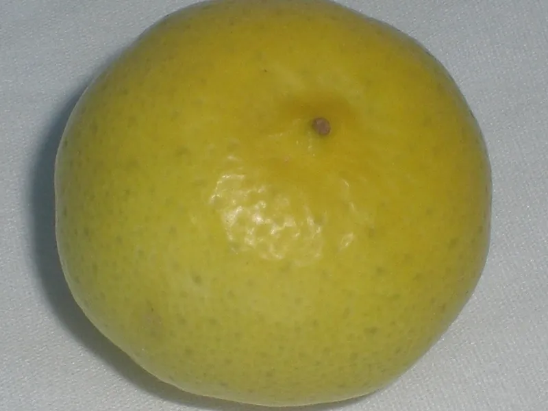 Lime