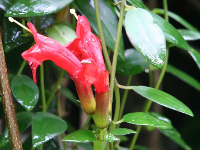 Lipstick Plant