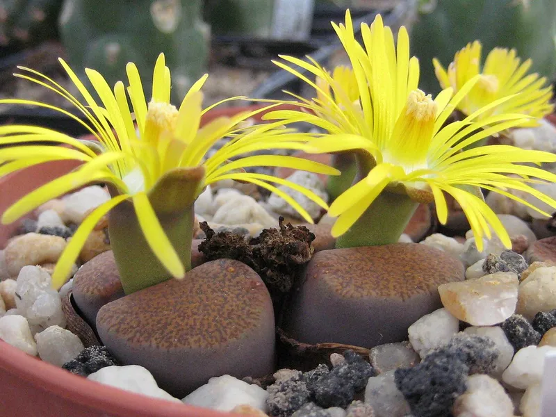 Lithops