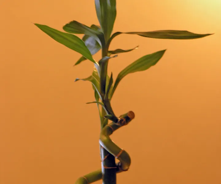 Lucky Bamboo