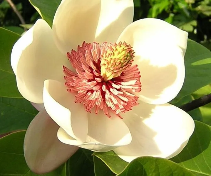 Magnolia