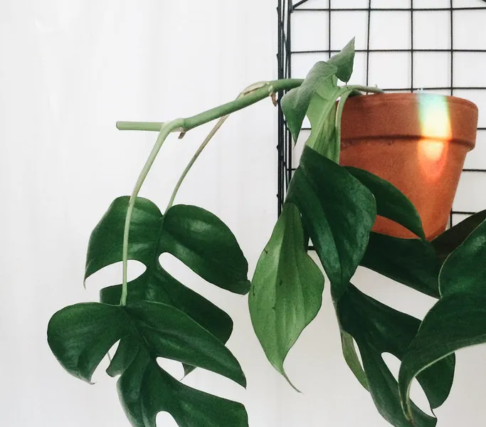 Mini Monstera