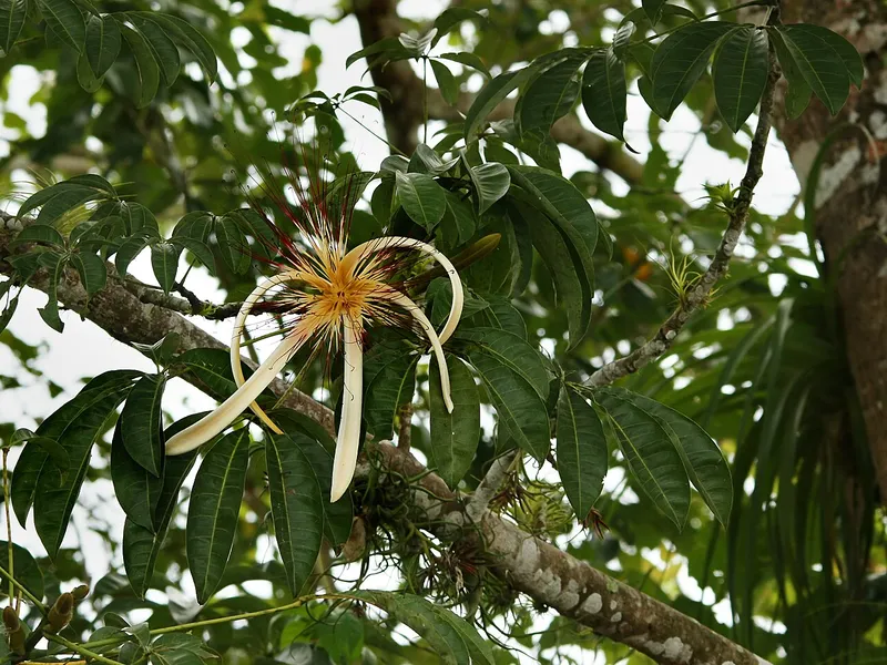 Money Tree